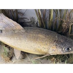 Taxidermy: Grayling (Thymallus thymallus), preserved by John Cooper & Sons, 28 Radnor Street, St Luke's, London, skin mount set above a pebbled river bed with reeds and grasses, set against blue painted back drop, with inscription 'Grayling caught by Rev R.S. Ricketts at Kirkham Bridge Sept 14th 1895, artificial fly - single hair' L57cm H29cm 