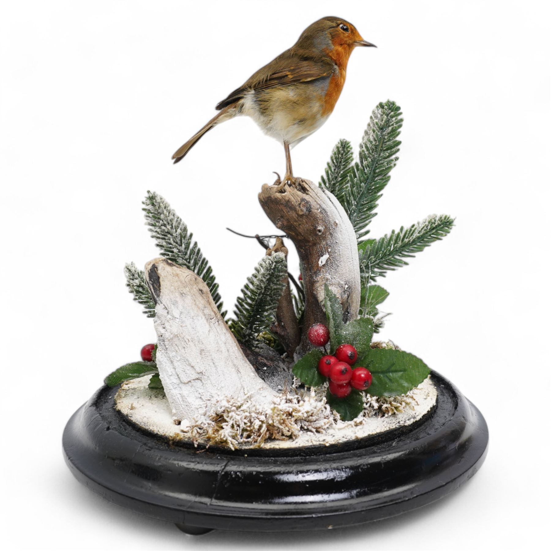 Taxidermy: European Robin (Erithacus Rubecula), full adult mount upon a branch in a naturalistic winter setting by Roger Whapshott Taxidermy, enclosed within a glass dome H30cm 