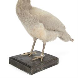 Taxidermy: Black-Shouldered Peahen (Pavo cristatus), captive bred, open display full female adult mount, with head turning slightly to the right, mounted upon a square ebonised base, label beneath 'Indian Black Shouldered Peahen Lavender Mutation via Gary Knight 25.02.19