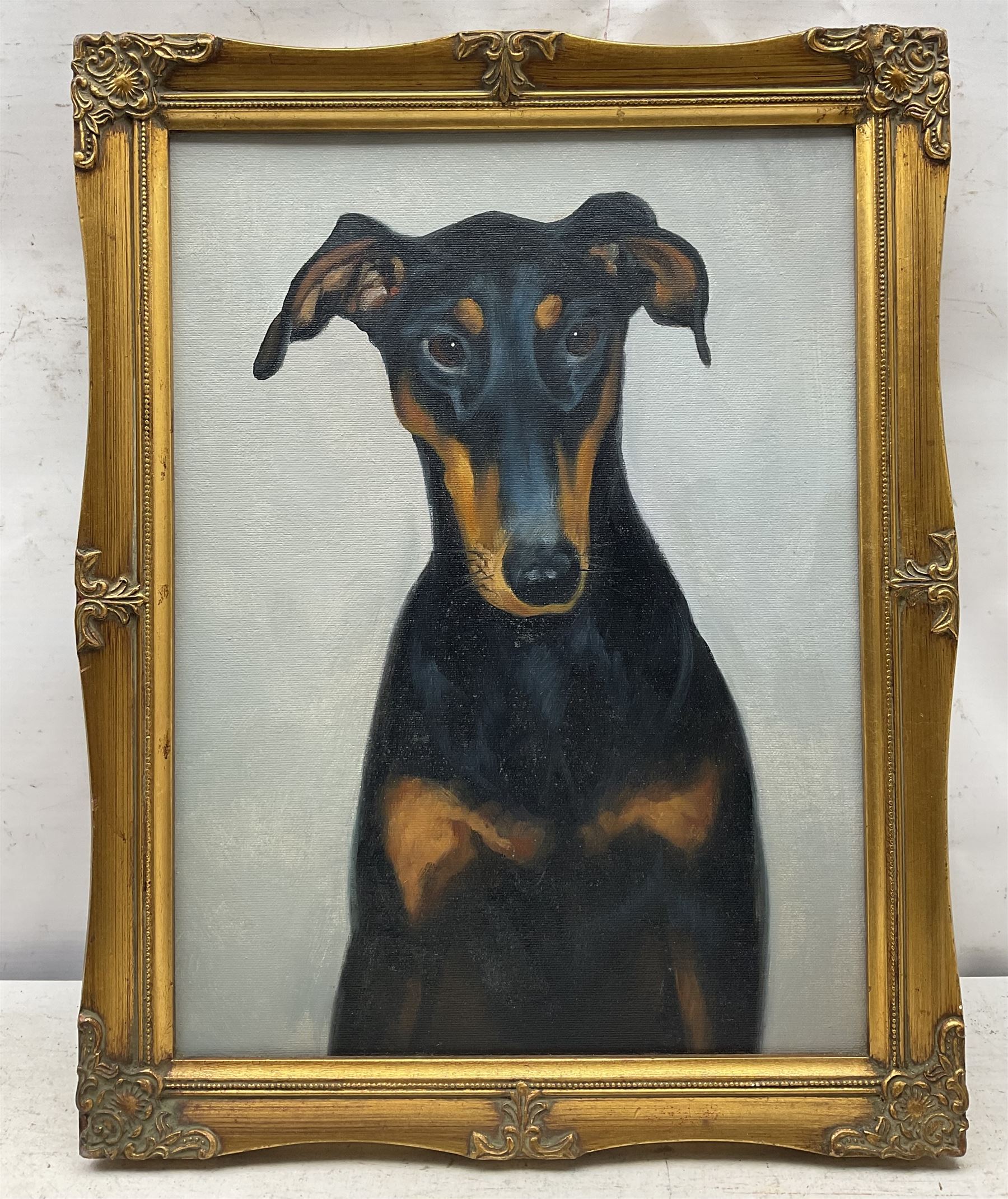 English School (20th century): Portrait of a Doberman Dog, oil on canvas unsigned 40cm x 30cm