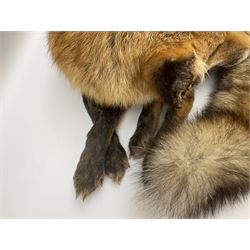 Taxidermy: Fireside red fox (Vulpes vulpes), a full mount adult fox in recumbent position, L44cm. 