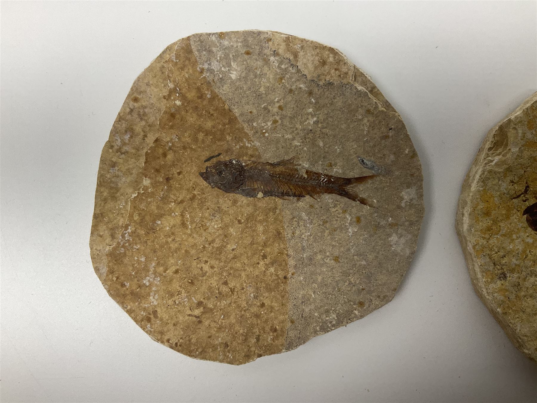 Three fossilised fish (Knightia alta) each in an individual matrix, age; Eocene period, location; Green River Formation, Wyoming, USA, largest matrix H10cm, L13cm, and polished ammonites