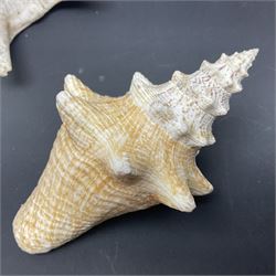 Conchology: selection of conch shells, to include horned examples, largest H17cm, L24cm