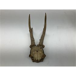 Antlers/Horns: Pair of Roe deer (Capreolus capreolus) horns on upper skull and pair of African antelope horns on upper skull, mounted on a wooden shield