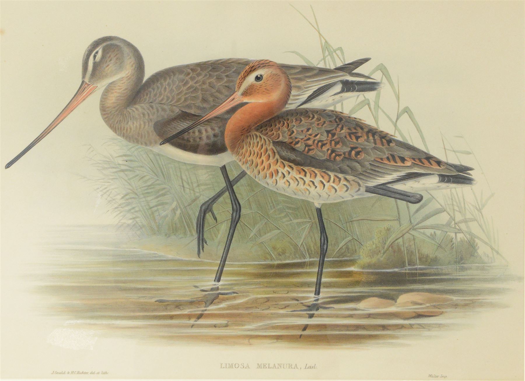 After John Gould (British 1804-1881) and Henry Constantine Richter (British 1821-1902): 'Limosa Melanura' or Black-tailed Godwit, colour lithograph 35cm x 48cm 