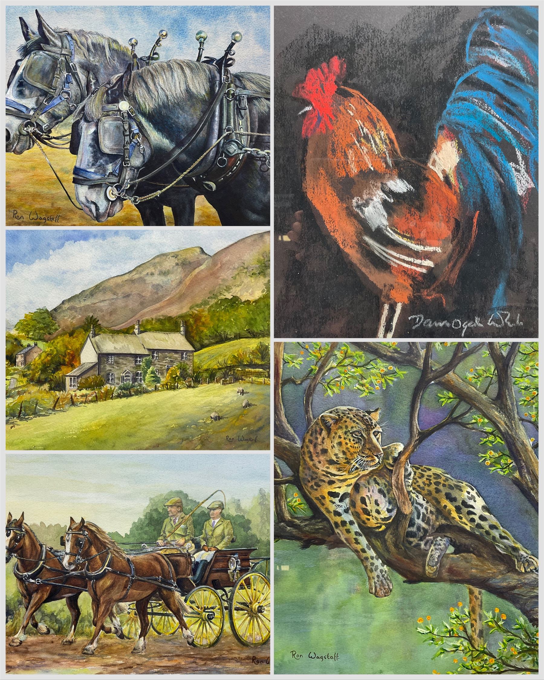 Ron Wagstaff (Northern British 20th Century): 'Heavy Lunch - Leopard', 'Cross County at Epworth', Draft Horses and The Farm, collection of four watercolours signed, variously titled verso; Dawn Ogel (British 20th Century): The Cockerel, pastel signed max 38cm x 35cm (5)