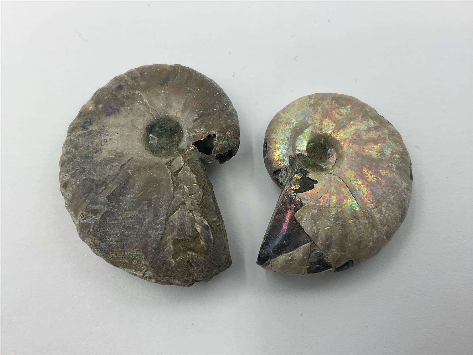 Ten ammonite fossils with nacreous aragonite shells, age; Cretaceous period, location: Madagascar, largest 3cm