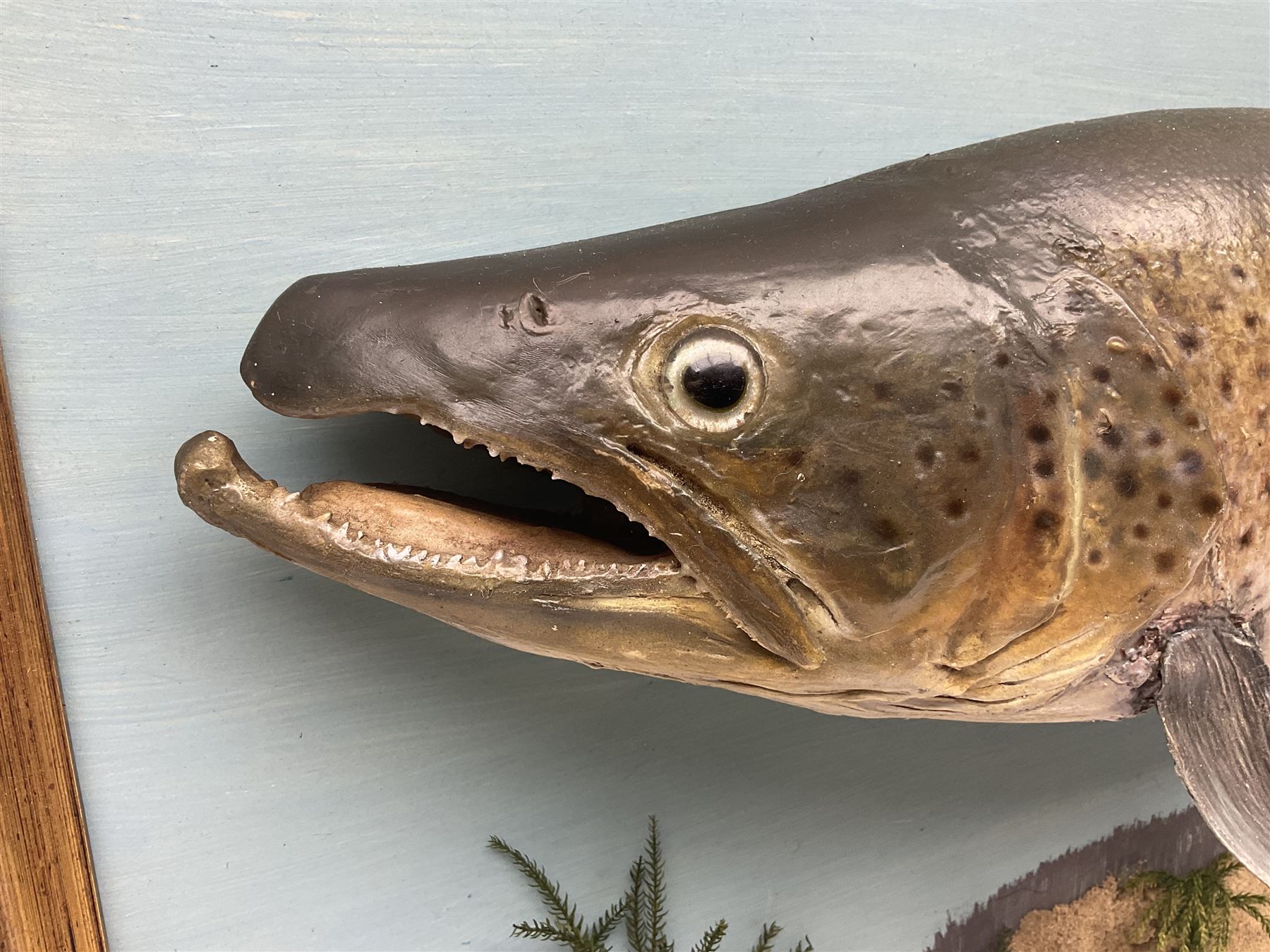 Taxidermy: Brown trout (Salmo trutta), skin mount on open display set against blue painted back drop with a gilt frame, H55cm, L89cm 