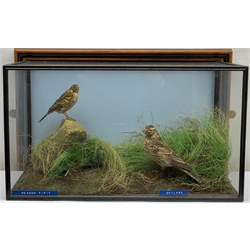 Taxidermy: 20th century cased Meadow pipit (Anthus pratensis) and Skylark (Alauda Arvensis), in naturalistic setting with soil groundwork and grasses, and faux eggs in ground nest, set against a painted light blue backdrop, encased within a four pane display case upon frame mount, with taxidermist paper label verso detailed David Astley Taxidermist, H32cm L52cm D19cm 
