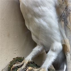 Taxidermy: Victorian cased Barn Owl (Tyto alba), full adult mount perched upon a tree stump amidst a natural setting, encased with an green single- glass display case, H46cm, L39cm, D17cm 