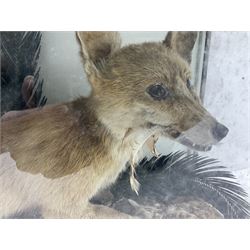 Taxidermy: 19th century cased display Red Fox (Vulpes vulpes) with pray, weasels (Mustela), Great Crested Grebe (Podiceps cristatus), and other birds in a naturalistic setting against a painted backboard, encased within an ebonised three pane display case, H56cm D38cm W113cm
