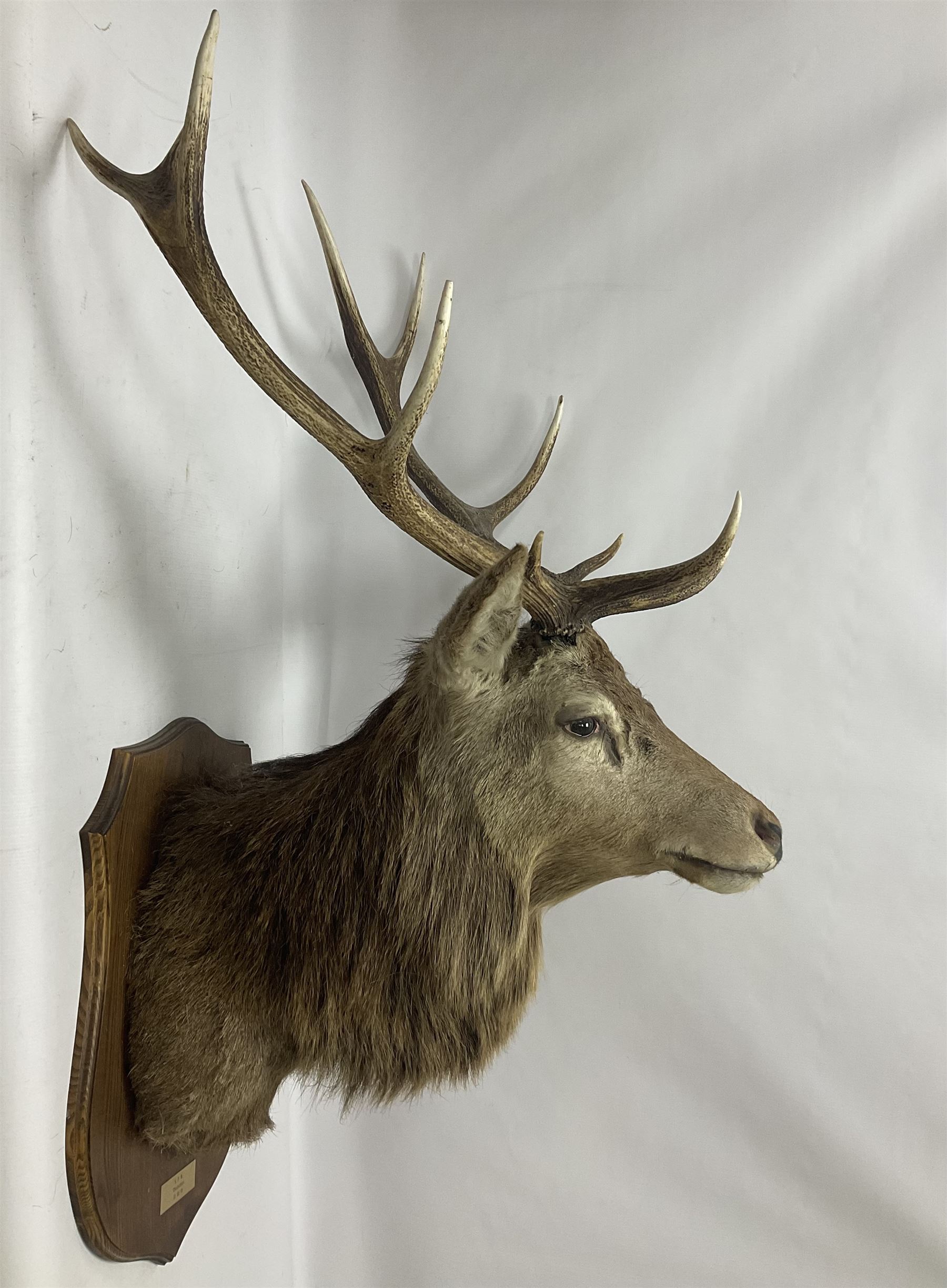 Taxidermy: Red Deer (Cervus elaphus), adult male imperial stag shoulder mount looking straight ahead, eleven point antlers, mounted upon a shaped wooden shield, D65cm