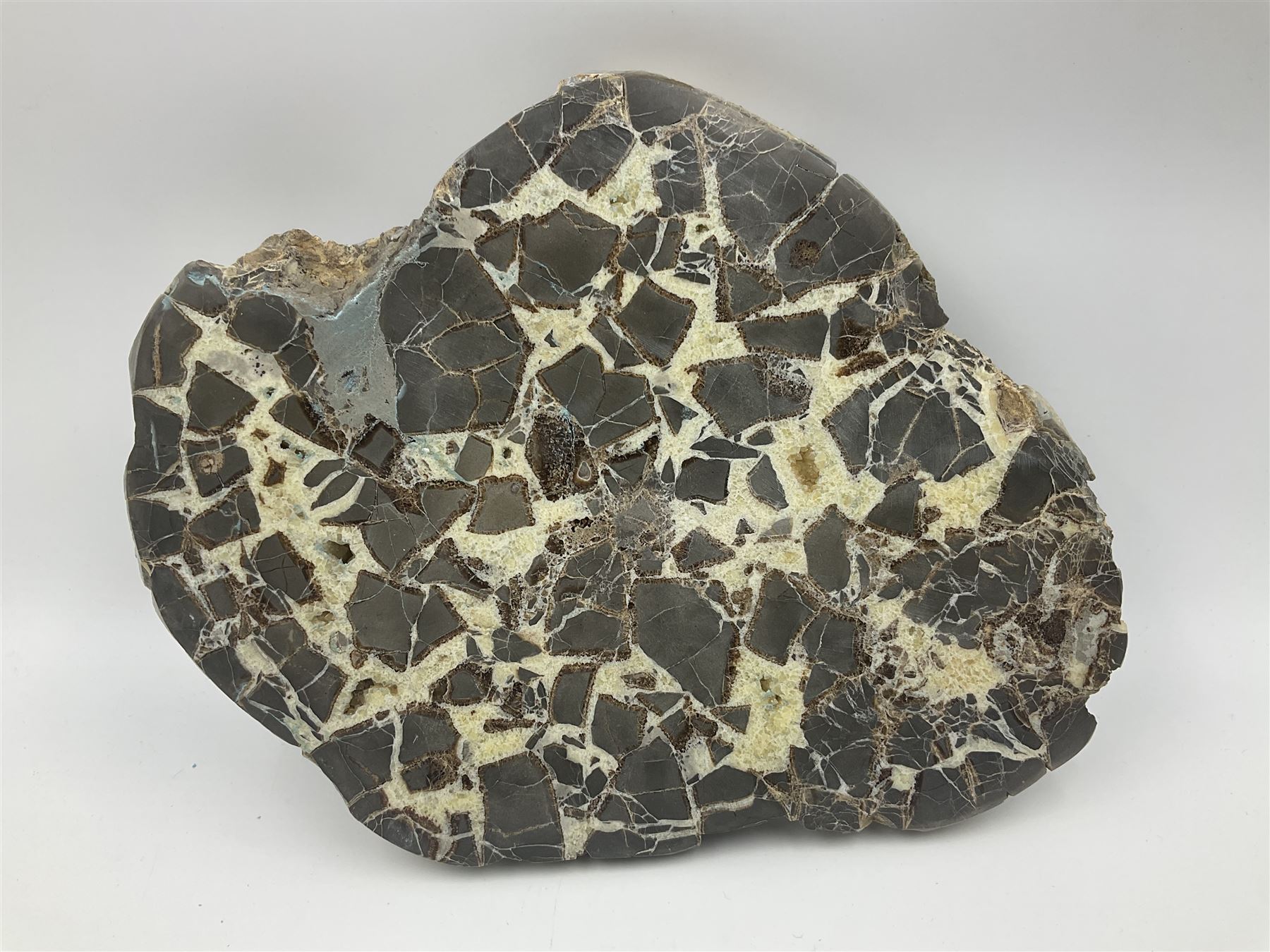 Septarian slice, polished, with a calcite centre and argonite/siderite lines within limestone rock, L26cm, W19cm