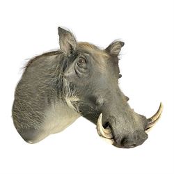 Taxidermy: A Common Warthog (Phacochoerus africanus), a large adult head mount looking str...