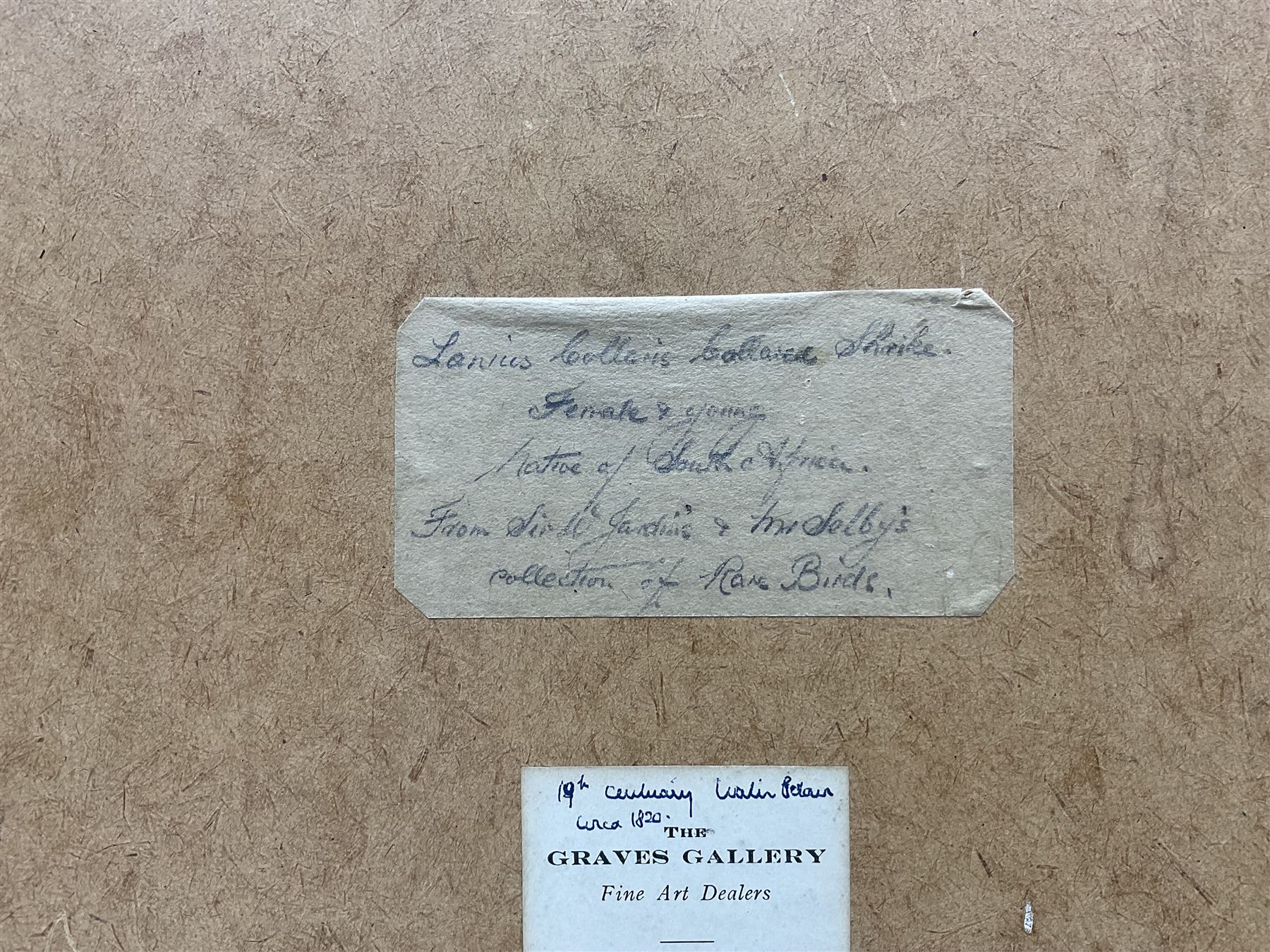 Circle of Prideaux John Selby (British 1788-1867): 'Lanius Collaris (Southern Fiscal) - Female and Young', 19th century pencil and watercolour unsigned, titled and inscribed 'From Sir Jardine and Mr Selby's collection of rare birds' on label verso, 21cm x 28cm 