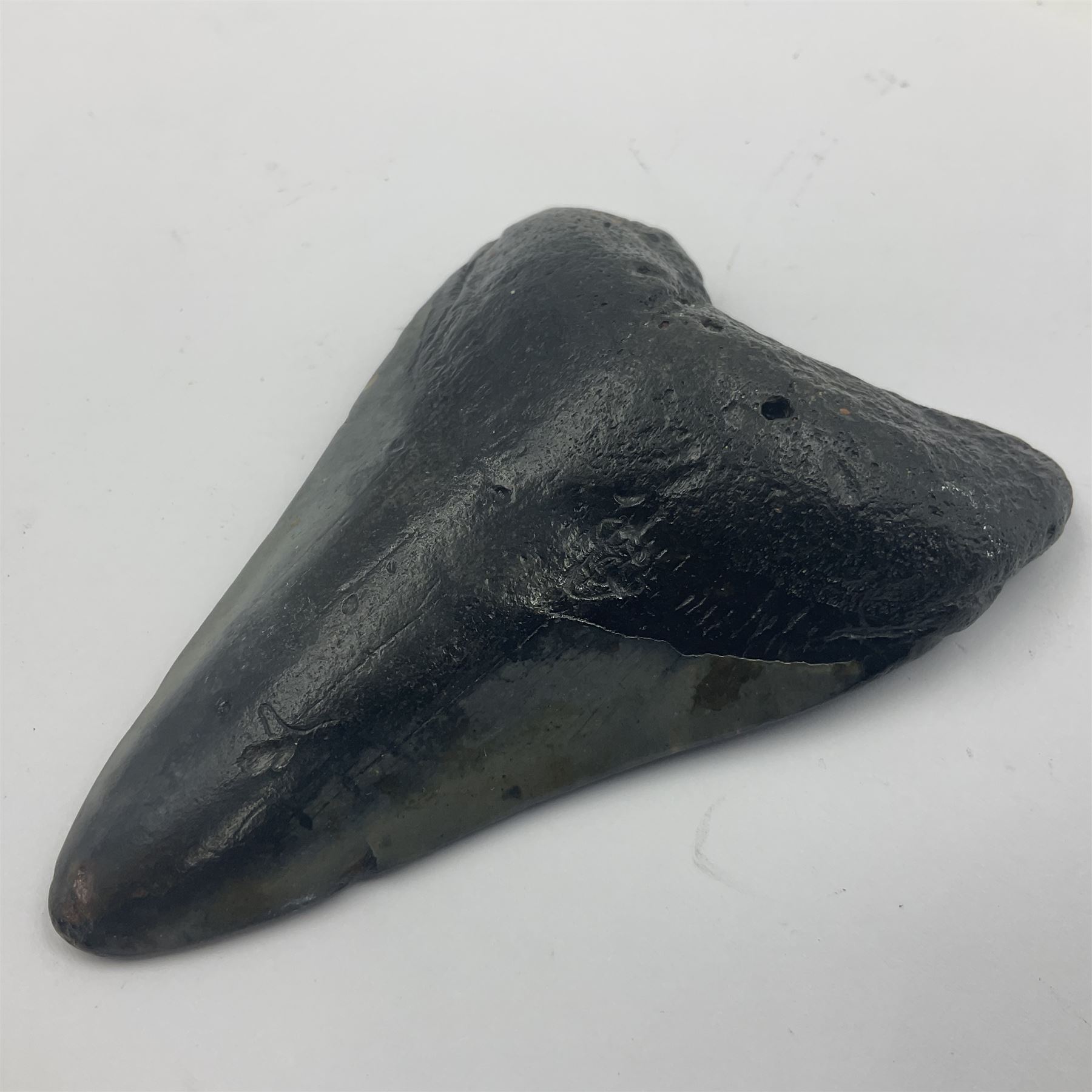 Black Megalodon (Otodus Megalodon) tooth fossil, age; Miocene period, H9cm, W7cm