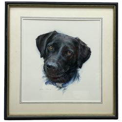 Melanie C Evans (20th century): Study of a Labrador's Head, watercolour signed and dated 1994, 26cm x 25cm