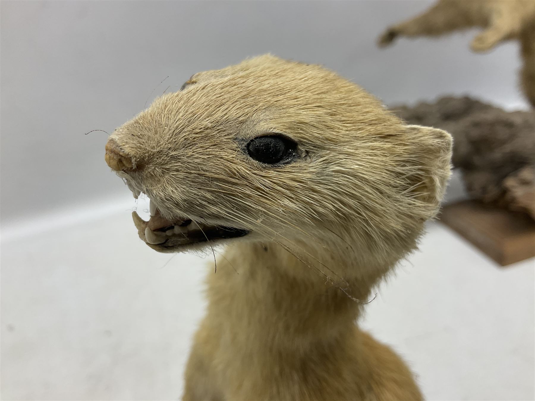 Taxidermy; Pine Marten (Martes martes) or similar, full adult mount mounted on a naturalistic branch, together with a weasel (Mustela) on a wooden plinth, pine marten H34cm