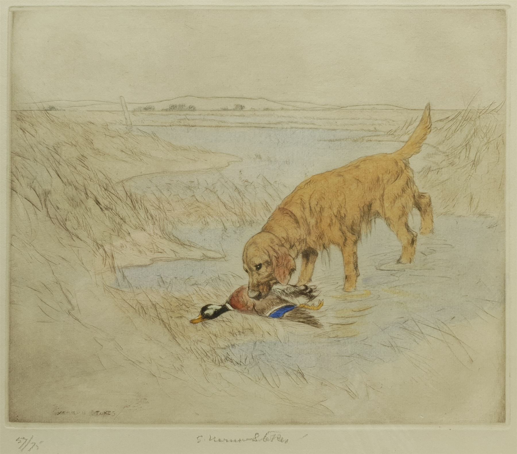 George Vernon Stokes (British 1873-1954): Golden Retriever and Mallard, limited edition coloured etching signed and numbered 57/75 in pencil 24cm x 29cm