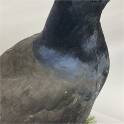 Taxidermy: Black Grouse (Lyrurus tetrix), full mount adult cockbird, open display perched upon a branch, H48cm