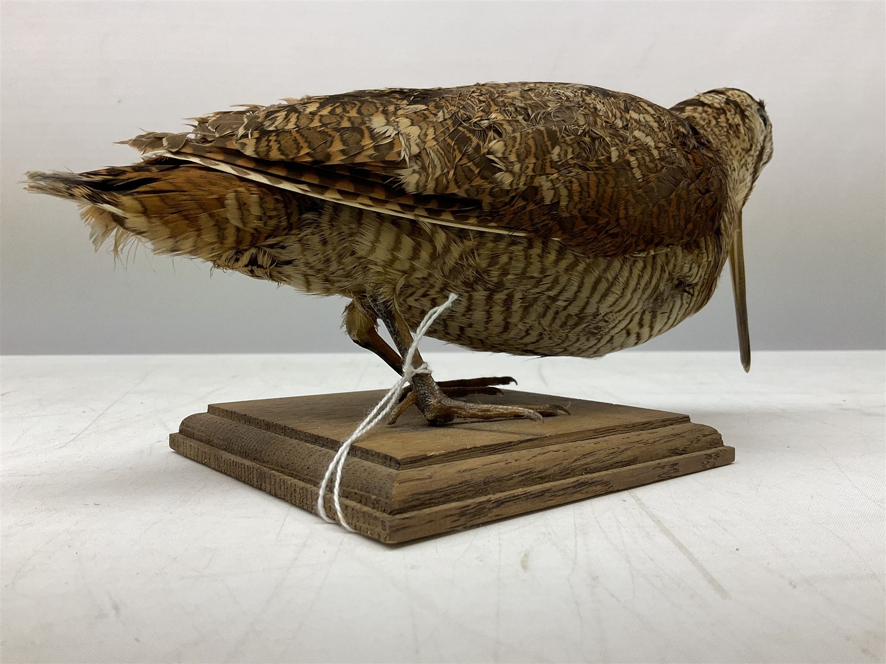 Taxidermy: Two Woodcock (Scolopax rusticola), both adult mounts on open display upon wooden bases, tallest example H22cm 