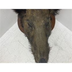 Taxidermy: European Wild Boar (Sus scrofa), adult male shoulder mount looking straight ahead, with mouth agape, on an wooden shield bearing brass plaque 'Boise de Sainte-Anne, 5 December 1930', D53cm