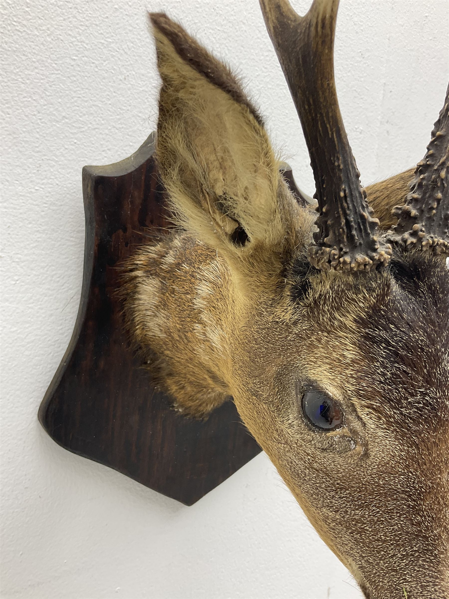 Taxidermy; Roe Deer (Capreolus capreolus), adult Roebuck neck mount looking straight ahead, mounted upon an oak shaped shield, together with a pair of Roe Deer antlers, with partial skull