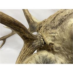 Taxidermy: Red Deer (Cervus elaphus), adult male imperial stag shoulder mount looking straight ahead, ten point antlers, mounted upon a shaped wooden shield with brass plaque inscribed 'S.P.B Leathad Glas 20-10-97',  D73cm