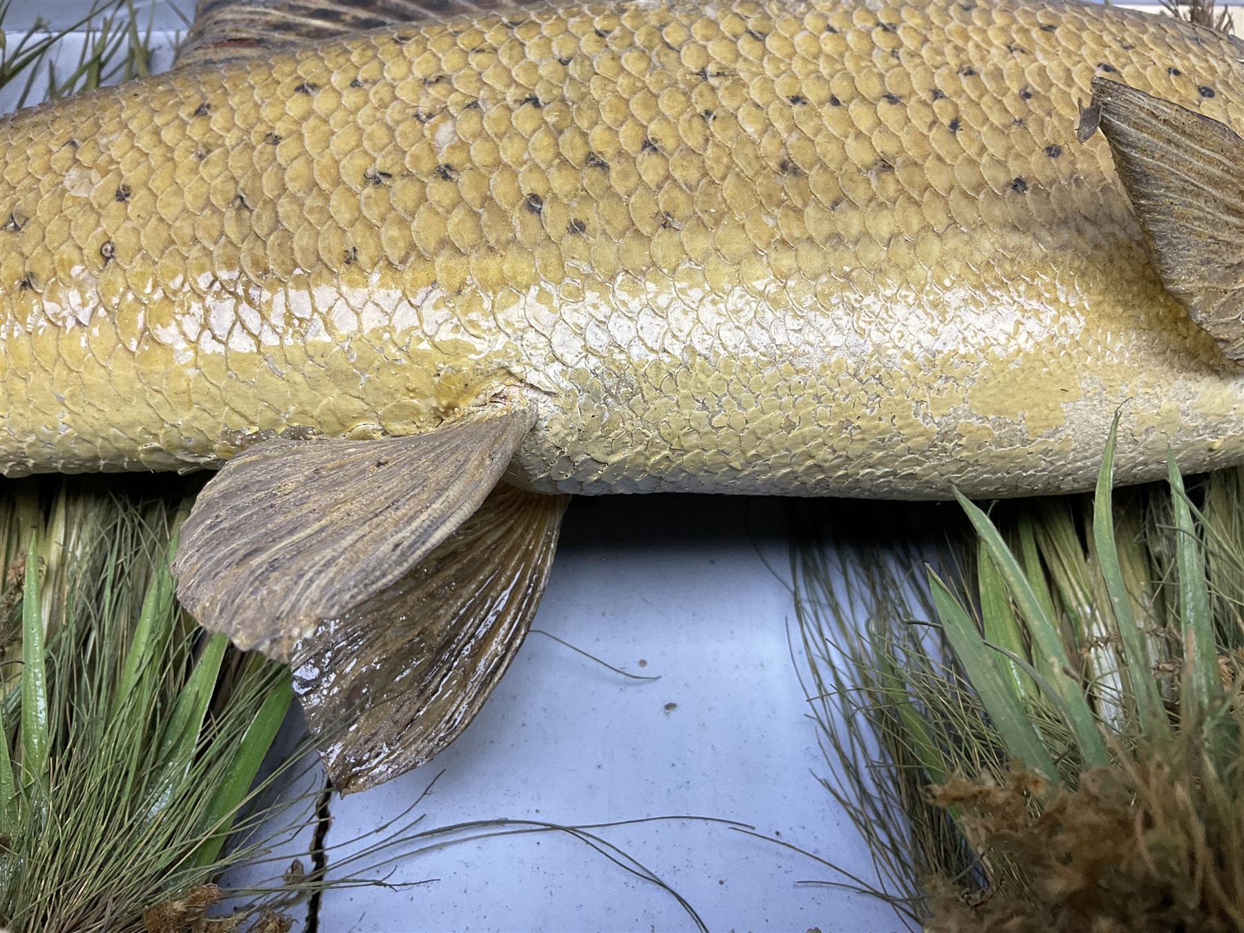Taxidermy: Grayling (Thymallus thymallus), preserved by John Cooper & Sons, 28 Radnor Street, St Luke's, London, skin mount set above a pebbled river bed with reeds and grasses, set against blue painted back drop, with inscription 'Grayling caught by Rev R.S. Ricketts at Kirkham Bridge Sept 14th 1895, artificial fly - single hair' L57cm H29cm 