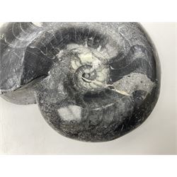 Polished Goniatite; Devonian period, H15cm, L18cm