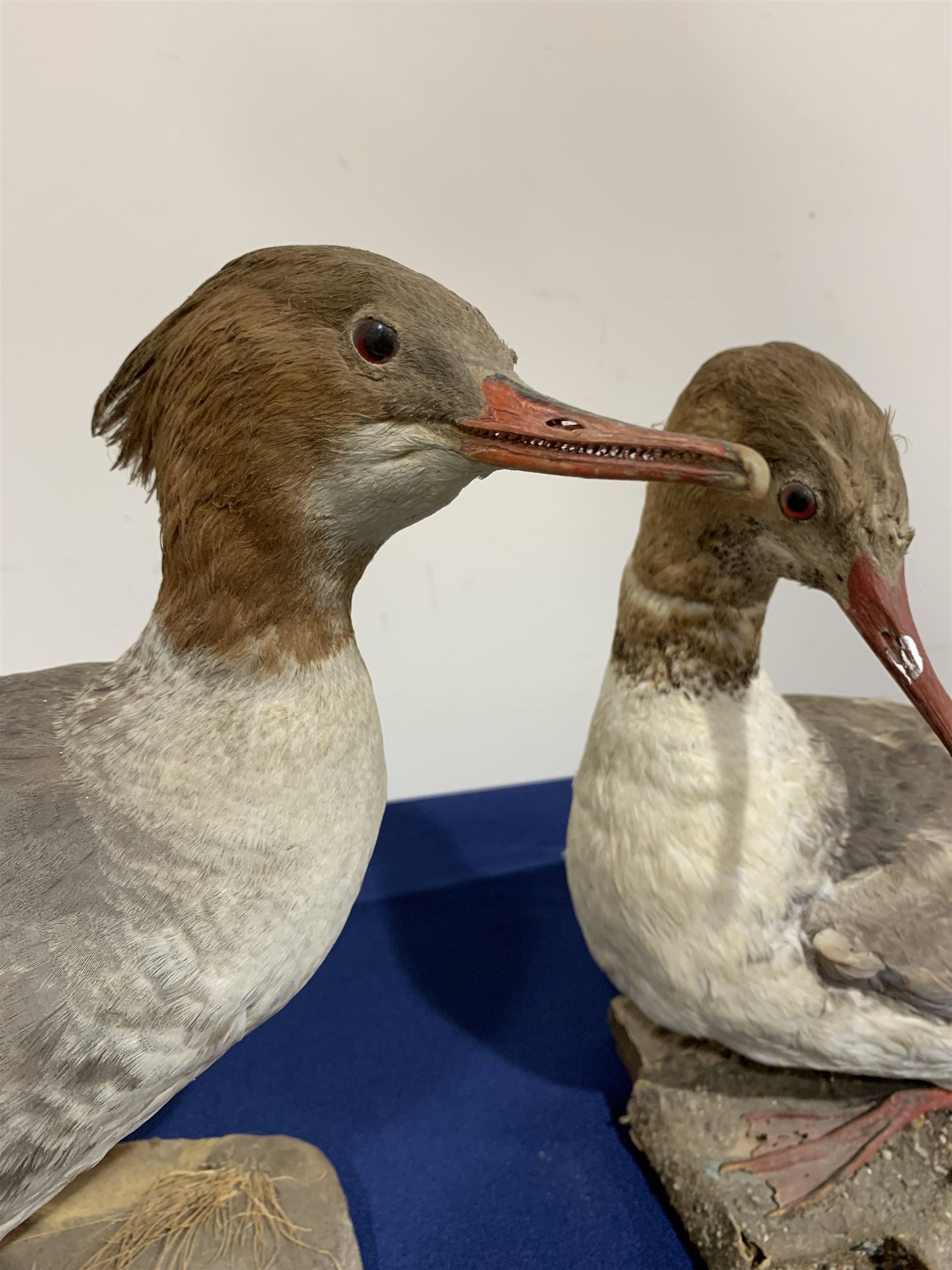 Taxidermy: Pair of Common Mergansers (Mergus merganser), full mounts, each upon naturalistic base, one example detailed with grasses, largest approximately H34cm, together with Coot and Duck, full mounts, duck upon rectangular wooden plinth, coot upon circular plinth detailed with moss and lichen. All on open display.