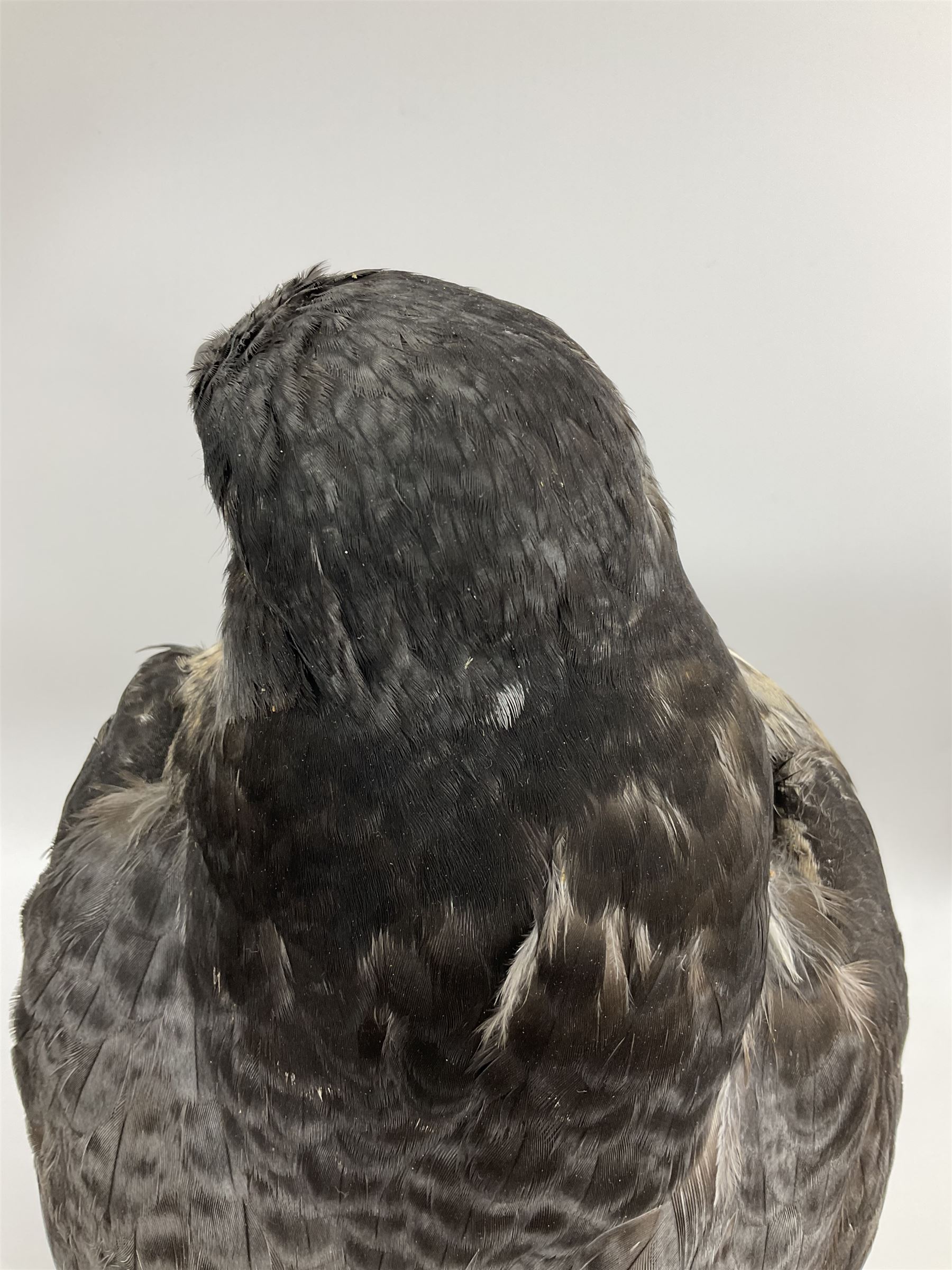 Taxidermy: Victorian cased Peregrine Falcon (Falco peregrinus), full female mount  stood atop a tree stump in a naturalistic ground, enclosed beneath a period oval glass dome with ebonised base, raised upon four bun feet, H54cm D20cm W34cm