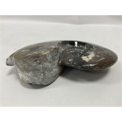 Large polished goniatite, age Devonian period, location Morocco, H16cm, L22cm