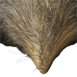Taxidermy - Wild Boars head on oak wall shield H65cm