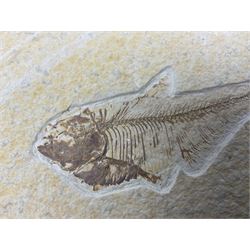 Two fossilised fish (Knightia alta) each in an individual matrix, age; Eocene period, location; Green River Formation, Wyoming, USA, largest matrix H8cm, L16cm