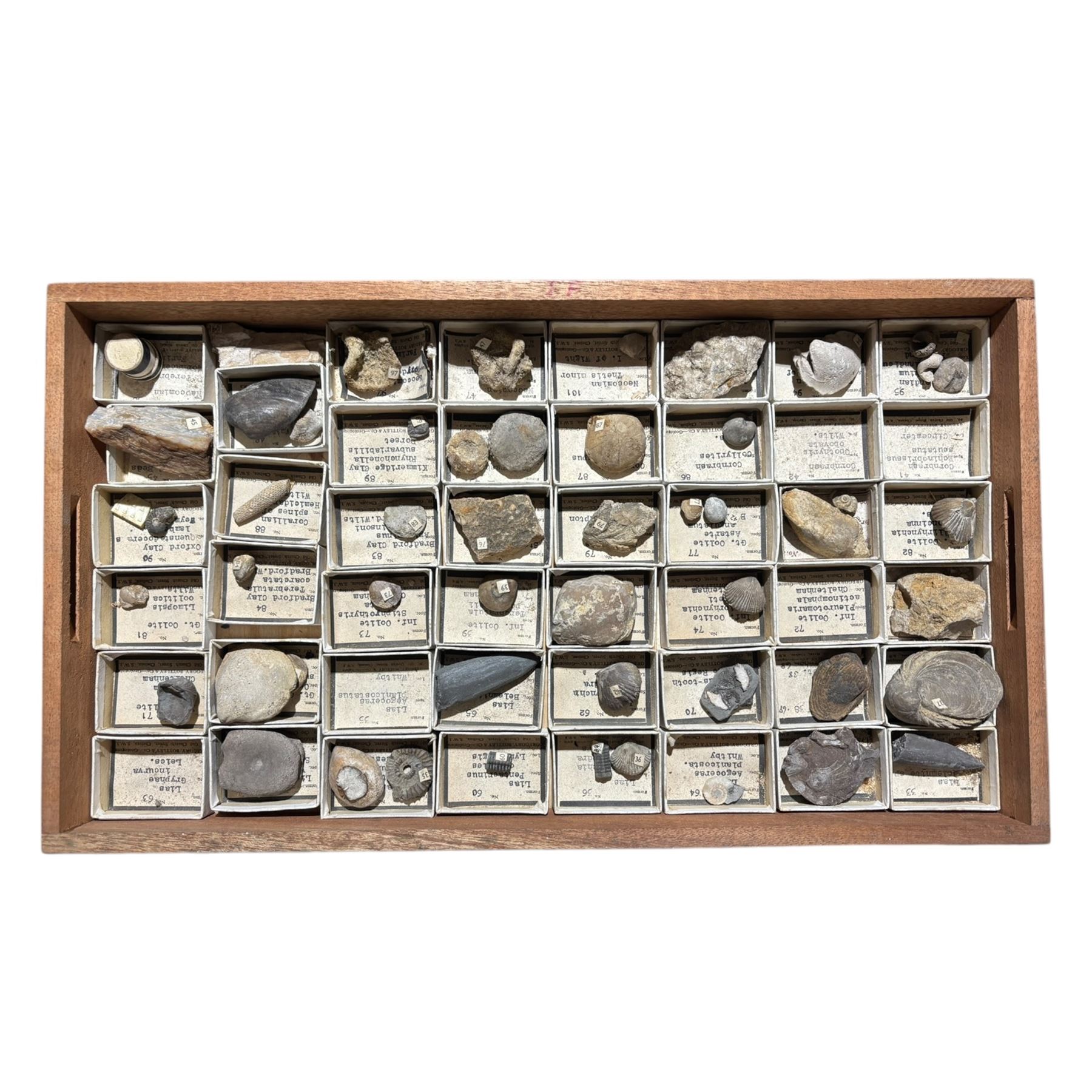 19th century box holding a collection of British Fossils, with makers label to the lid 'Collection of British Fossils to illustrate the textbooks and manuals of geology by Lyell, Page, Green & C, Arranged stratigraphically by James R. Gregory & Co mineralogisits .....', all samples numbered with and scribed name labels    
