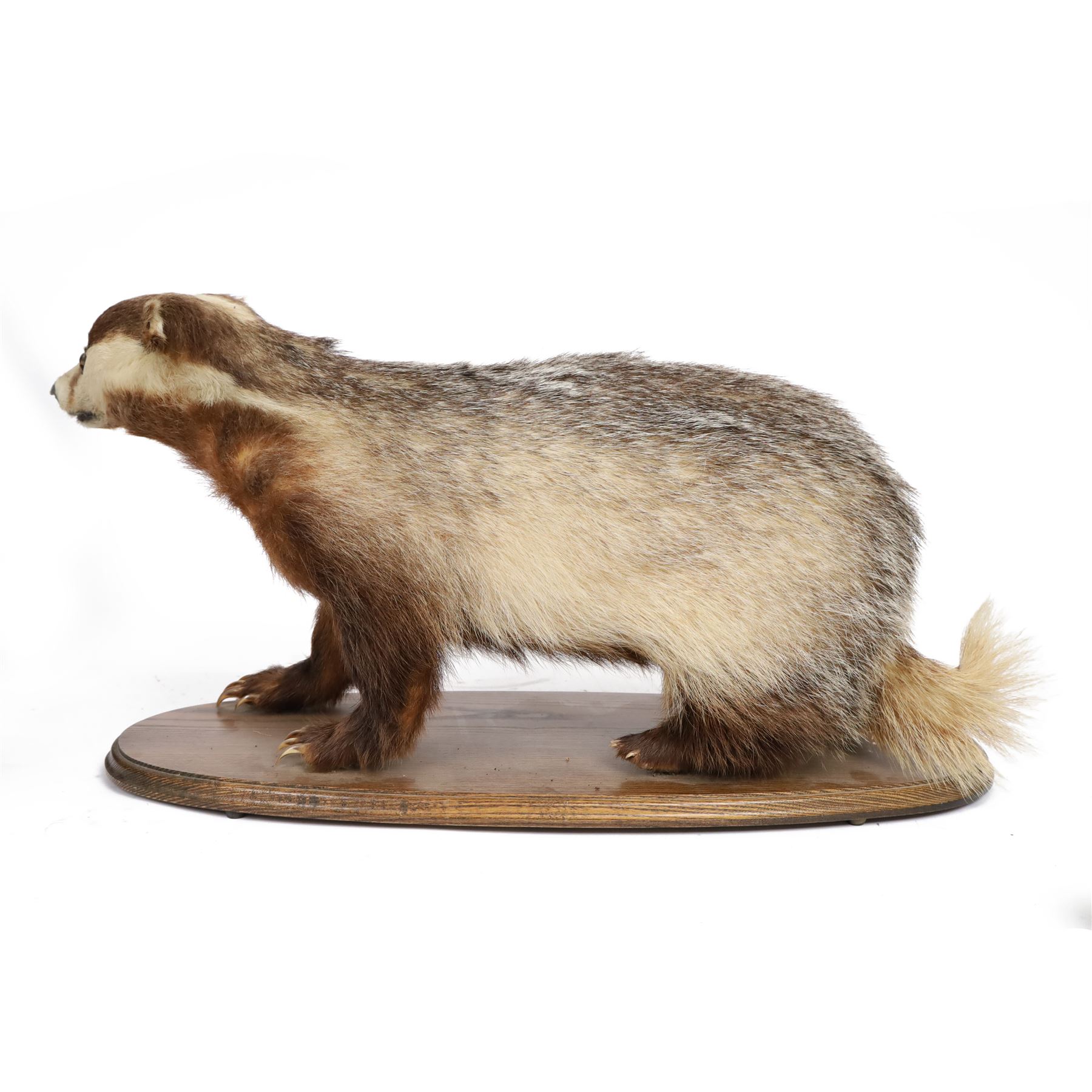 Taxidermy; European Badger (Meles meles), full adult mount on open display, upon a wooden oval base, H40cm