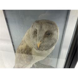 Taxidermy; late Victorian cased Barn Owl (Tyto alba), a full mount adult perched atop a tree stump, with head turning to the right, amidst a naturalistic setting, encased within an ebonised three pane display case, with taxidermy paper label verso detailed S H Walker, bird and animal preserver, Norton Malton, H41cm W28cm, D16cm