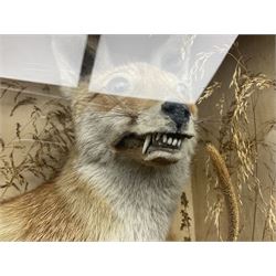 Taxidermy: 19th century cased display Red Fox (Vulpes vulpes), full adult mount in seated position with tail curled in front, in a naturalistic setting, encased within a ebonised single pane display case, H64cm, L58cm