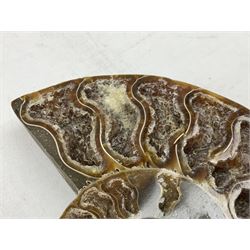 Paleontology: fossilized African Cleoniceras ammonite, the fossil specimen halved and polished, the interiors with crystal formation within chambers, Middle Cretaceous period, c 100 million years old, Madagascar, L8.5cm
