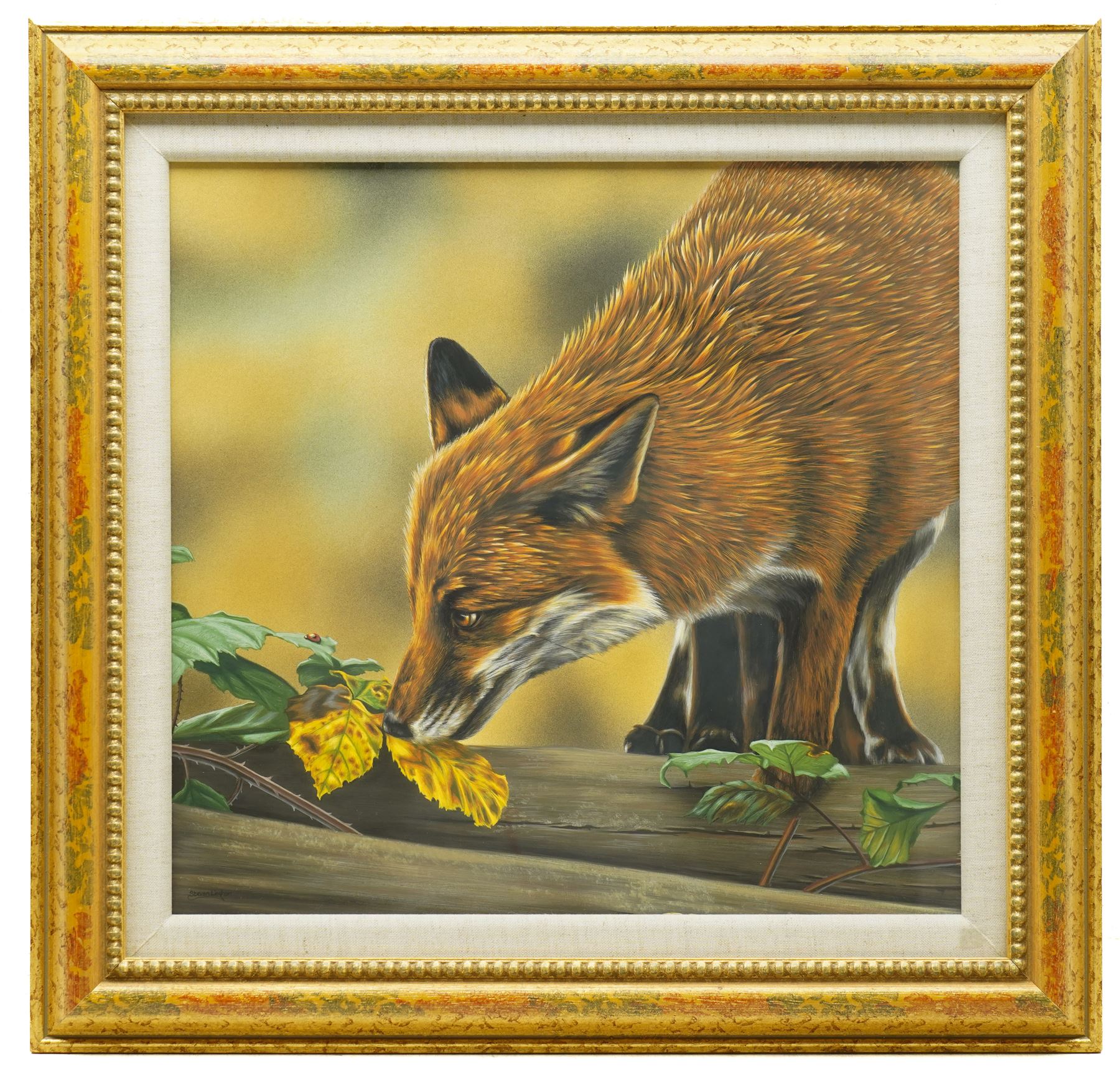 Steven Lingham (British Contemporary): 'On Closer Inspection' - Fox Study, gouache signed 38cm x 40cm