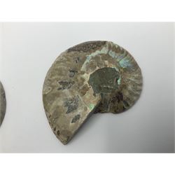 Two pairs of sliced ammonite fossils with polished finish, age: Cretaceous period, location: Madagascar, largest D7cm