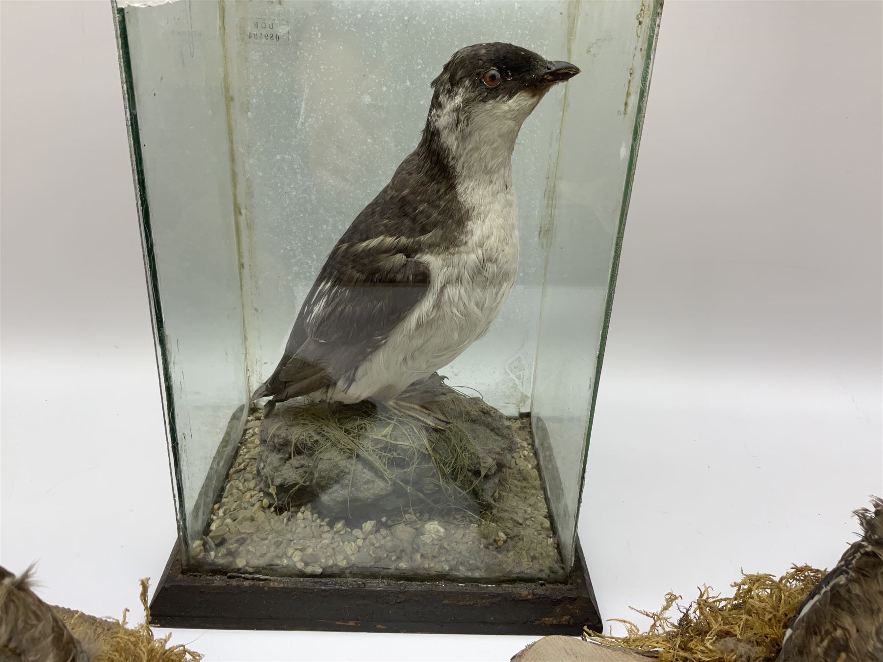 Taxidermy: Female green-winged teal duck (Anas carolinensis), on open display upon tree mount detailed with moss H15.5cm, together with gray partridge (Perdix perdix), on open display upon tree mount detailed with moss, H16cm and a cased young guillemot, standing on a naturalistic base, encased within a five pane display case, H27cm. 