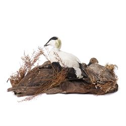 Taxidermy - Common Eider (Somateria Mollissima), full male and female adult mounts, together with two further ducks, mounted on naturalistic base, W90cm