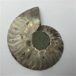 Two pairs of sliced ammonite fossils with polished finish, age: Cretaceous period, location: Madagascar, largest D6cm