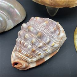 Conchology: selection of shells, including gold pearl oyster shell, mother of pearl turbo marmaratus shell, Cypraecassis Rufa red helmet shell, Mitre shell, Paua shell and others, largest D19cm