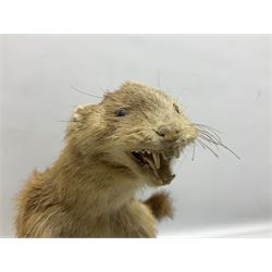 Taxidermy; Pine Marten (Martes martes) or similar, full adult mount mounted on a naturalistic branch, together with a weasel (Mustela) on a wooden plinth, pine marten H34cm