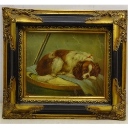  Portrait of a King Charles Spaniel, 20th century oil on canvas indistinctly signed 22.5cm x 28cm  
