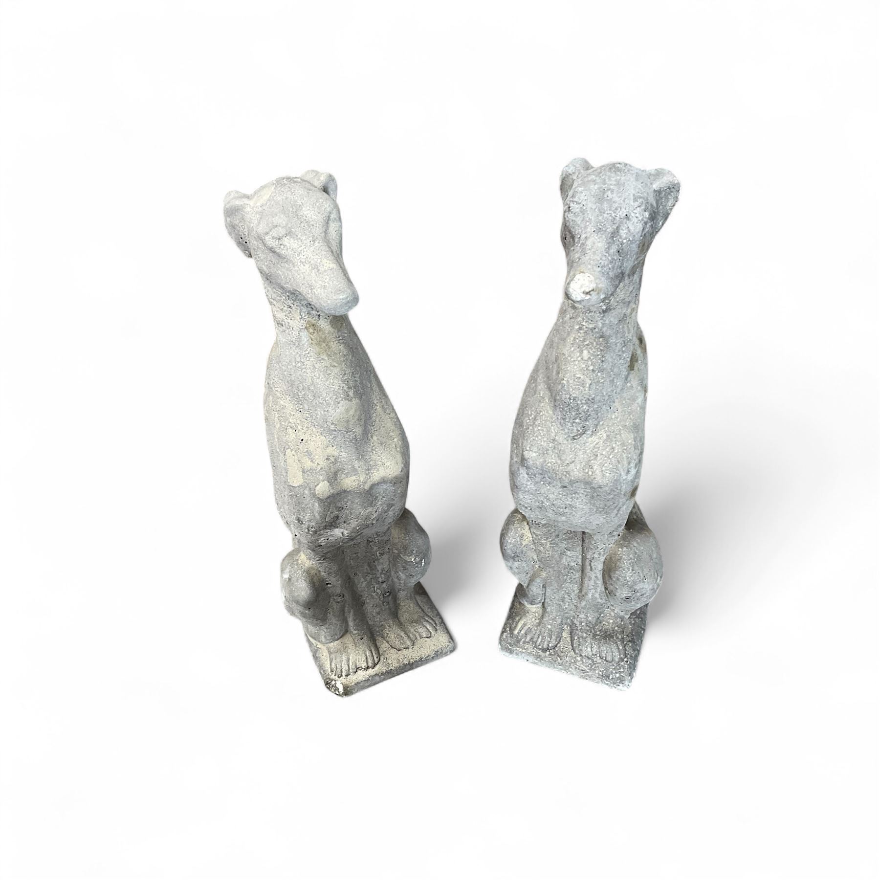Pair of cast stone sitting greyhounds 