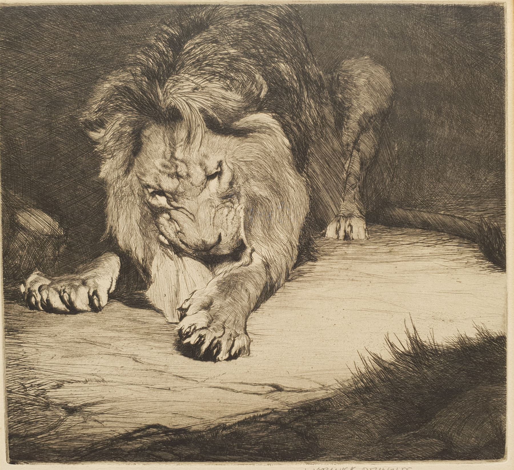 Warwick Reynolds (British 1880-1926): Study of a Lion, etching signed in pencil 23cm x 25cm